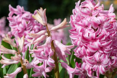Çiçek açan pembe sümbül (sümbül orientalis) çiçeklerini kapat