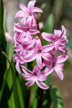 Çiçek açan pembe bir sümbül (hyacinthus orientalis) çiçeğini kapat