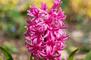 Çiçek açan pembe bir sümbül (hyacinthus orientalis) çiçeğini kapat