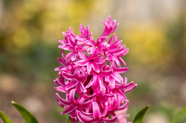 Çiçek açan pembe bir sümbül (hyacinthus orientalis) çiçeğini kapat