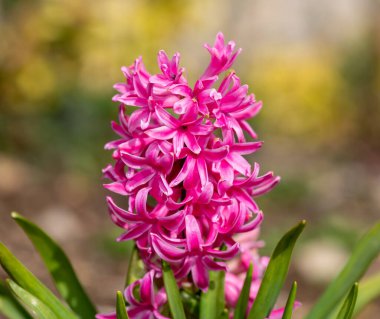 Çiçek açan pembe bir sümbül (hyacinthus orientalis) çiçeğini kapat