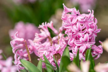 Çiçek açan pembe sümbül (sümbül orientalis) çiçeklerini kapat