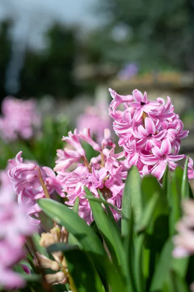 Närbild Rosa Hyacint Hyacinthus Orientalis Blommor Blom — Stockfoto