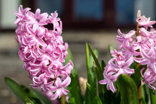 Close Van Roze Hyacint Hyacinthus Orientalis Bloemen Bloei — Stockfoto