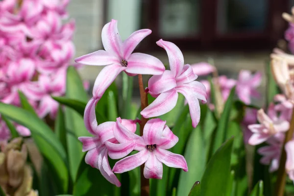 Primer Plano Flores Jacinto Rosa Hyacinthus Orientalis Flor —  Fotos de Stock