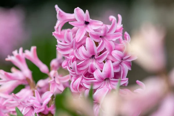 Κοντινό Πλάνο Των Ανθισμένων Ροζ Υάκινθων Υάκινθος Orientalis Λουλουδιών — Φωτογραφία Αρχείου