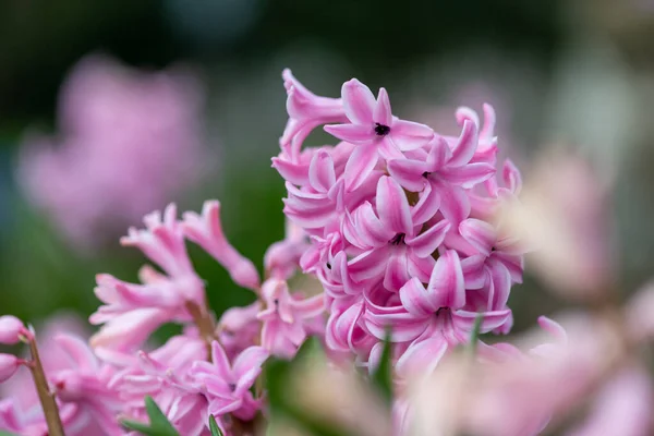 Rózsaszín Jácintvirág Jácinthus Orientalis Virágzásának Közelsége — Stock Fotó