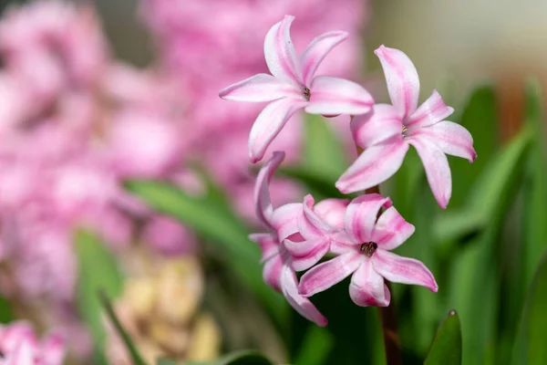 Zblízka Růžové Hyacinth Hyacinthus Orientalis Květiny Květu — Stock fotografie