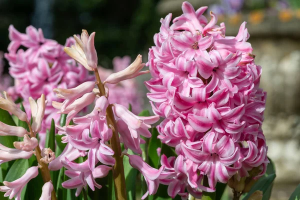 Close Van Roze Hyacint Hyacinthus Orientalis Bloemen Bloei — Stockfoto