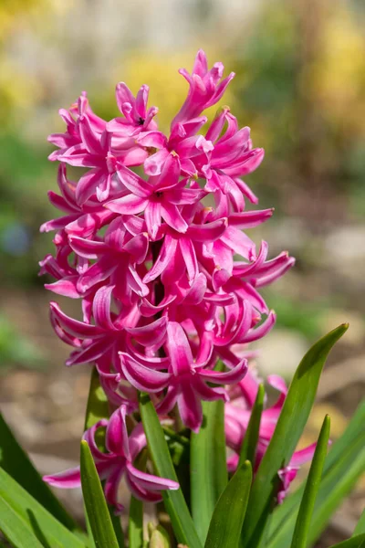 Närbild Rosa Hyacint Hyacinthus Orientalis Blomma Blom — Stockfoto