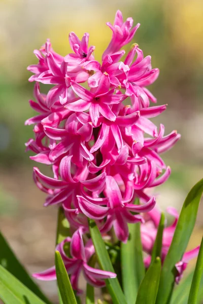 Close Van Een Roze Hyacint Hyacinthus Orientalis Bloem Bloei — Stockfoto
