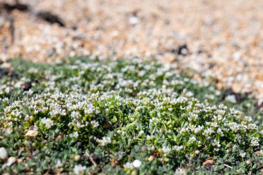 Çiçek açan iskorbüt (cochlearia officinalis) çiçeklerini kapat