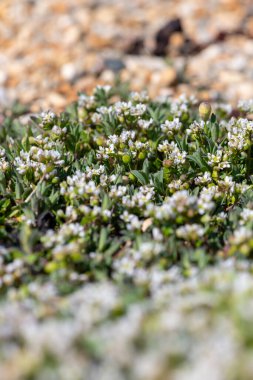 Çiçek açan iskorbüt (cochlearia officinalis) çiçeklerini kapat