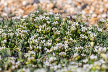 Çiçek açan iskorbüt (cochlearia officinalis) çiçeklerini kapat