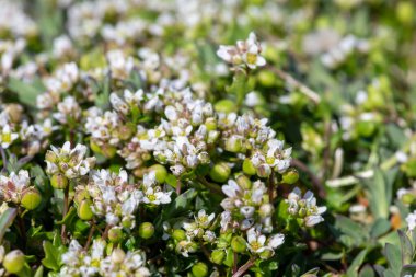 Çiçek açan iskorbüt (cochlearia officinalis) çiçeklerini kapat