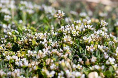 Çiçek açan iskorbüt (cochlearia officinalis) çiçeklerini kapat