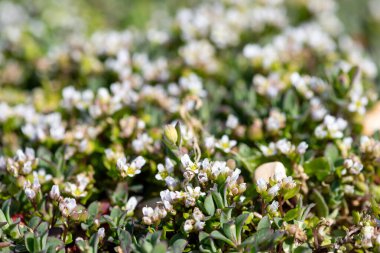 Çiçek açan iskorbüt (cochlearia officinalis) çiçeklerini kapat