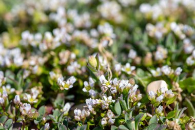 Çiçek açan iskorbüt (cochlearia officinalis) çiçeklerini kapat