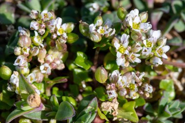 Çiçek açan iskorbüt (cochlearia officinalis) çiçeklerini kapat