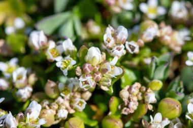 Çiçek açan iskorbüt (cochlearia officinalis) çiçeklerini kapat