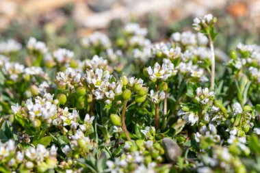 Çiçek açan iskorbüt (cochlearia officinalis) çiçeklerini kapat