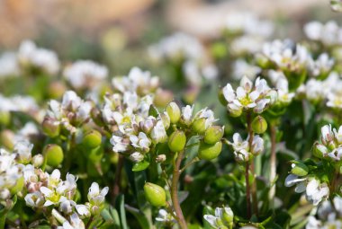 Çiçek açan iskorbüt (cochlearia officinalis) çiçeklerini kapat