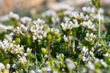 Çiçek açan iskorbüt (cochlearia officinalis) çiçeklerini kapat