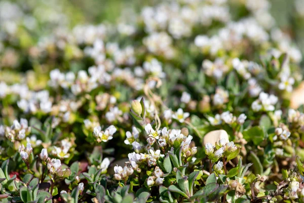Zbliżenie Scurvygrass Cochlearia Officinalis Kwiaty Rozkwicie — Zdjęcie stockowe