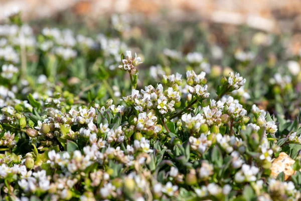 Zbliżenie Scurvygrass Cochlearia Officinalis Kwiaty Rozkwicie — Zdjęcie stockowe