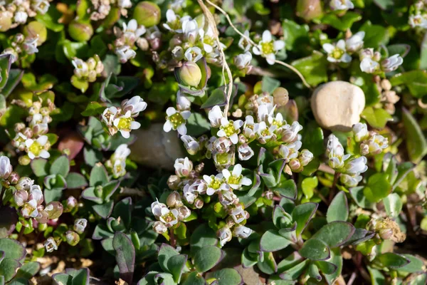 Çiçek açan iskorbüt (cochlearia officinalis) çiçeklerini kapat