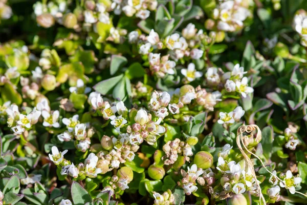 Gros Plan Des Fleurs Herbe Scorbut Cochlearia Officinalis Fleurs — Photo