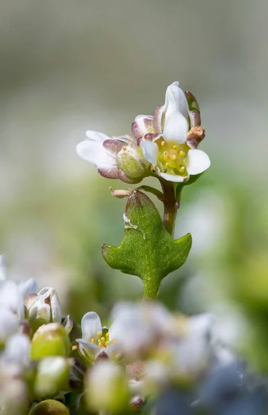 Makro Skott Scurvygrass Cochlearia Officinalis Blommor Blom — Stockfoto