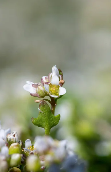 Макрознімок Пишної Трави Cchlearia Officinalis Квіти Цвітіння — стокове фото