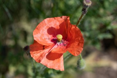 Close up of a red poppy flower in bloom