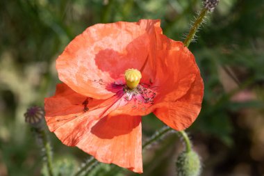 Close up of a red poppy flower in bloom