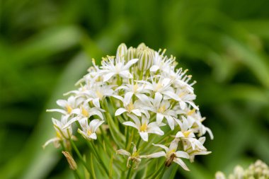 Çiçekler açan beyaz Portekiz suillerini (scilla peruviana) kapatın