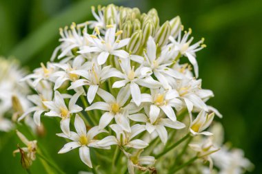 Çiçekler açan beyaz Portekiz suillerini (scilla peruviana) kapatın