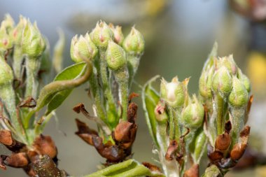 Bir konferans armut ağacının yeşil küme büyüme aşamasındaki meyve tomurcuklarını kapatın