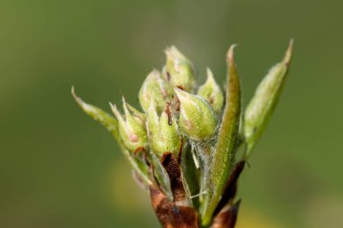 Bir konferans armut ağacının yeşil küme büyüme aşamasındaki meyve tomurcuklarını kapatın