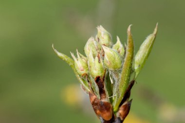 Bir konferans armut ağacının yeşil küme büyüme aşamasındaki meyve tomurcuklarını kapatın