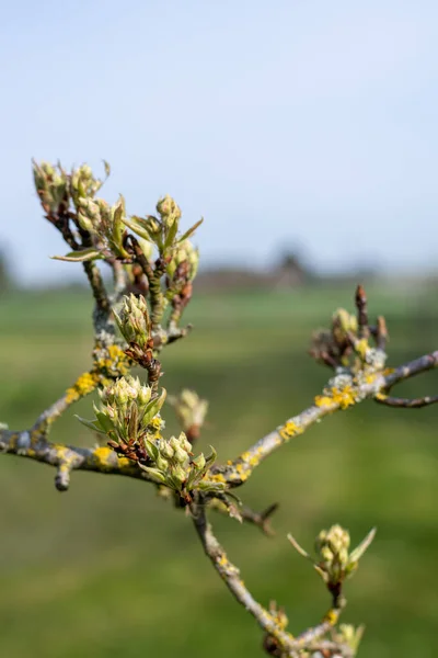 会議梨の木の緑のクラスタ成長段階での果実の芽の閉鎖 — ストック写真