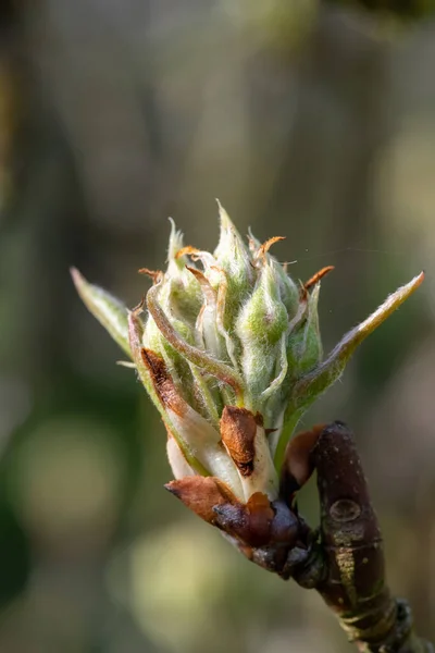 Zbliżenie Pąków Owocowych Etapie Wzrostu Zielonego Klastra Gruszy Konferencyjnej — Zdjęcie stockowe