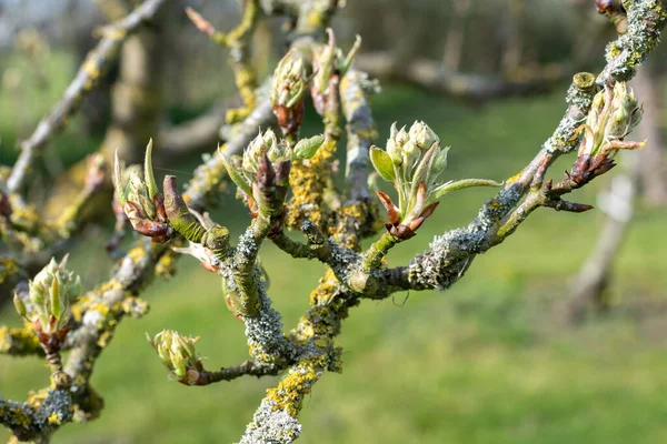 Close Botões Frutas Fase Crescimento Cluster Verde Uma Árvore Pera — Fotografia de Stock