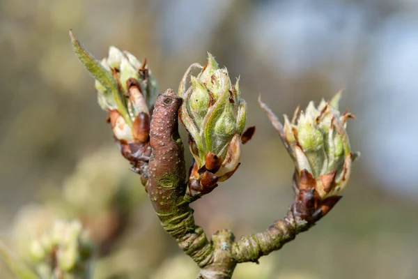 Close Fruit Buds Green Cluster Growth Stage Conference Pear Tree — Stock Photo, Image