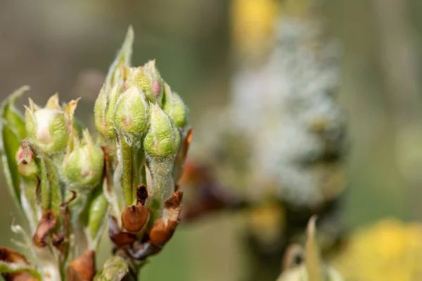 会議梨の木の緑のクラスタ成長段階での果実の芽の閉鎖 — ストック写真