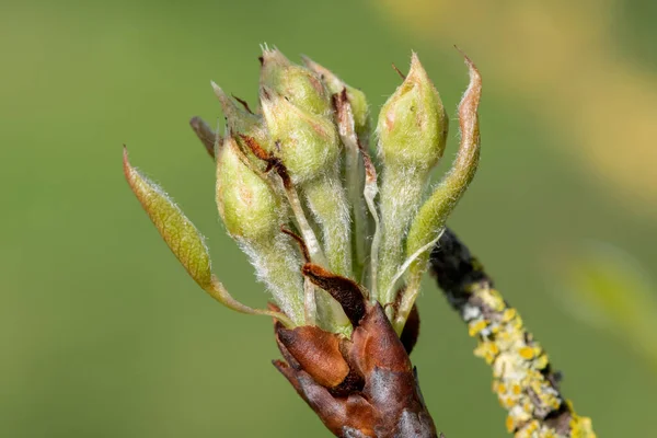 Close Fruit Buds Green Cluster Growth Stage Conference Pear Tree — Stock Photo, Image