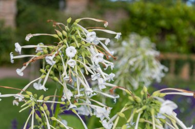 Tütünün üzerindeki beyaz çiçekleri kapat (nicotiana)