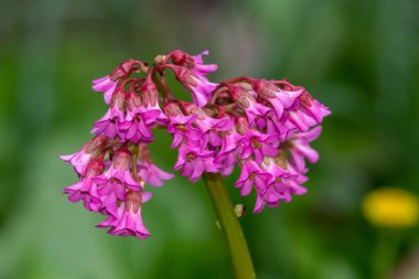 Çiçek açmış pembe bergenia çiçeklerini kapatın.