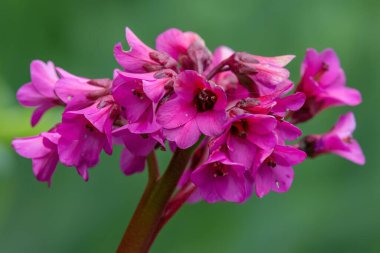 Çiçek açmış pembe bergenia çiçeklerini kapatın.