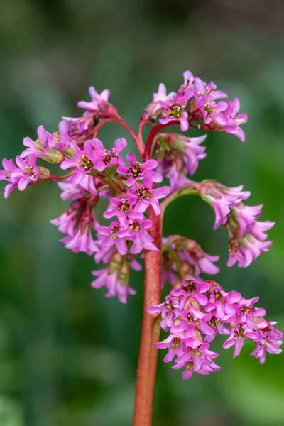 stock image Close up of pink bergenia flowers in bloom